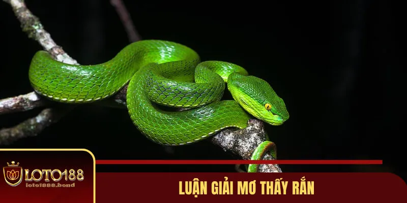 Mơ Thấy Rắn Đánh Con Gì? Gợi Ý Lô Đề Dễ Nổ Từ Chuyên Gia Loto188 2 Giải mã chiêm bao tổng quan về giấc mơ thấy rắn