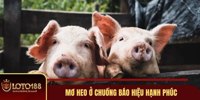 Nằm Mơ Thấy Heo Đánh Số Gì? Giải Mã Ý Nghĩa Số Học Tại Loto188 2 Mơ heo ở chuồng báo hiệu hạnh phúc