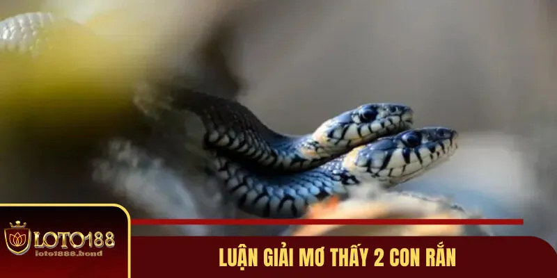 Mơ Thấy Rắn Đánh Con Gì? Gợi Ý Lô Đề Dễ Nổ Từ Chuyên Gia Loto188 4 Mơ thấy rắn đánh con gì nếu có tới 2 con rắn