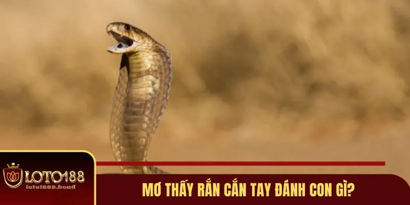 Mơ Thấy Rắn Đánh Con Gì? Gợi Ý Lô Đề Dễ Nổ Từ Chuyên Gia Loto188 3 Điềm báo khi bị cắn vào tay và ý nghĩa sau đó