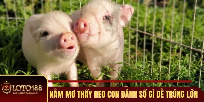 Nằm Mơ Thấy Heo Con Đánh Số Gì - Giải Mã Giấc Mộng Tài Lộc Với Loto188 4 Lưu ý nằm mơ thấy heo con đánh số gì để trúng lớn