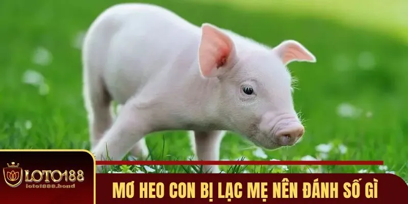 Nằm Mơ Thấy Heo Con Đánh Số Gì - Giải Mã Giấc Mộng Tài Lộc Với Loto188 3 Nằm mơ thấy heo con đánh số gì khi bị lạc mẹ