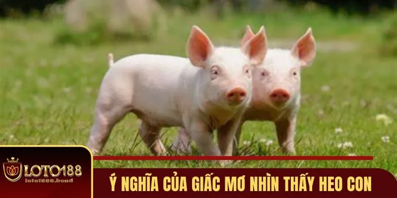 Nằm Mơ Thấy Heo Con Đánh Số Gì - Giải Mã Giấc Mộng Tài Lộc Với Loto188 2 Ý nghĩa của giấc mơ nhìn thấy heo con